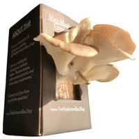 The  Mushroom Box Pearl Oyster Mini Mushroom Box